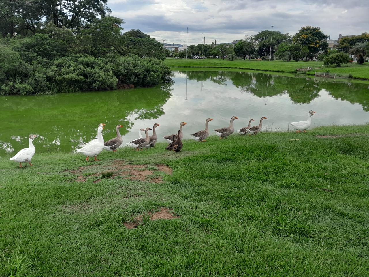 Mídia da publicação de Abel — foto 1